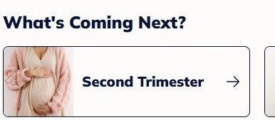 First Trimester